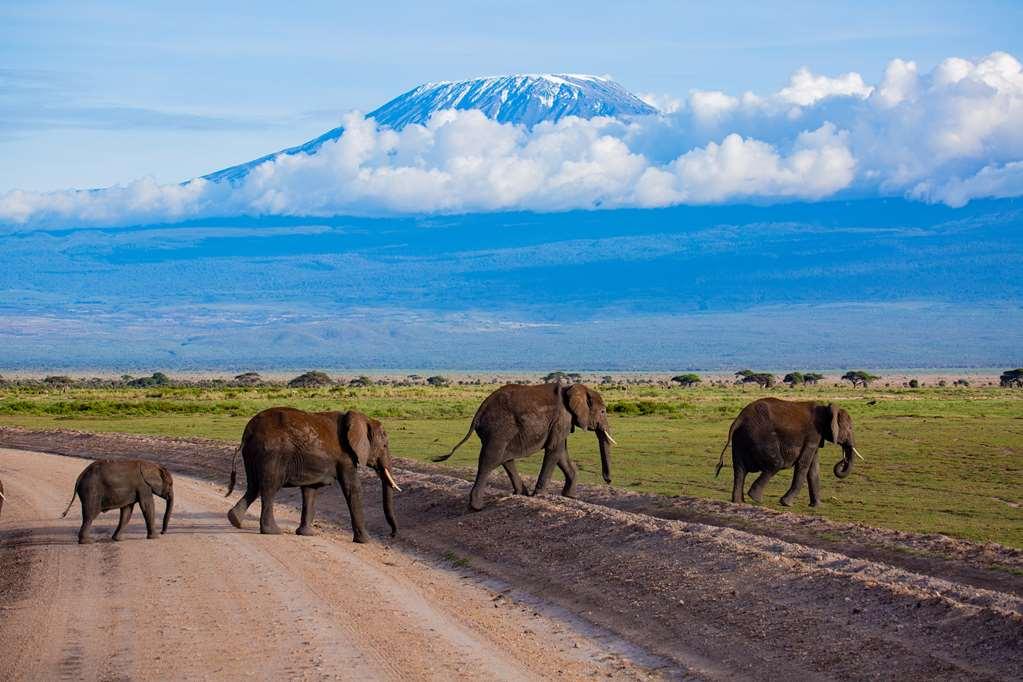 Amboseli Serena Safari Lodge Зручності фото
