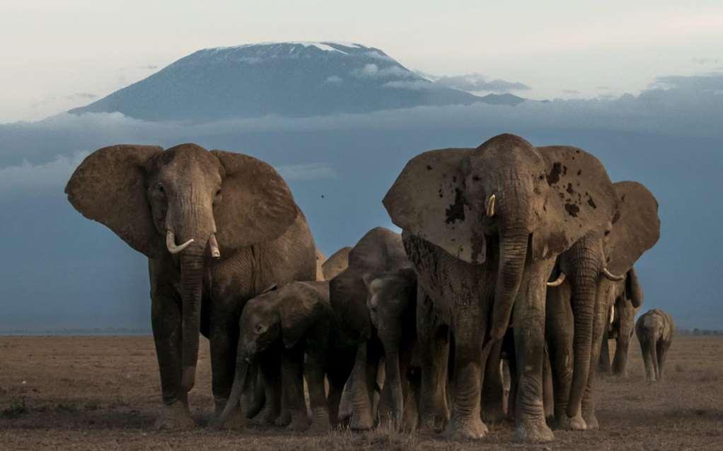 Amboseli Serena Safari Lodge Зручності фото
