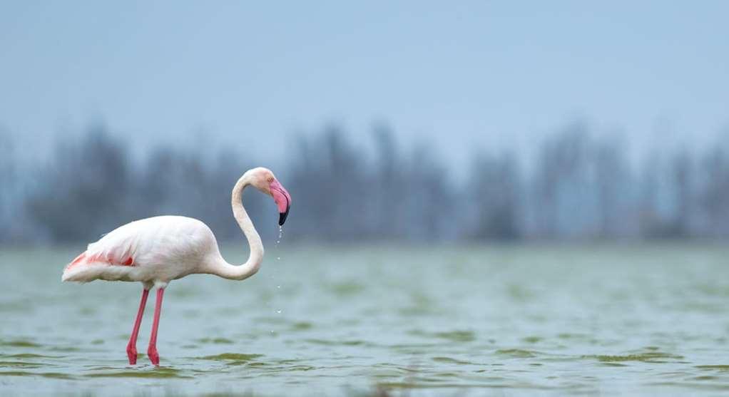 Amboseli Serena Safari Lodge Зручності фото