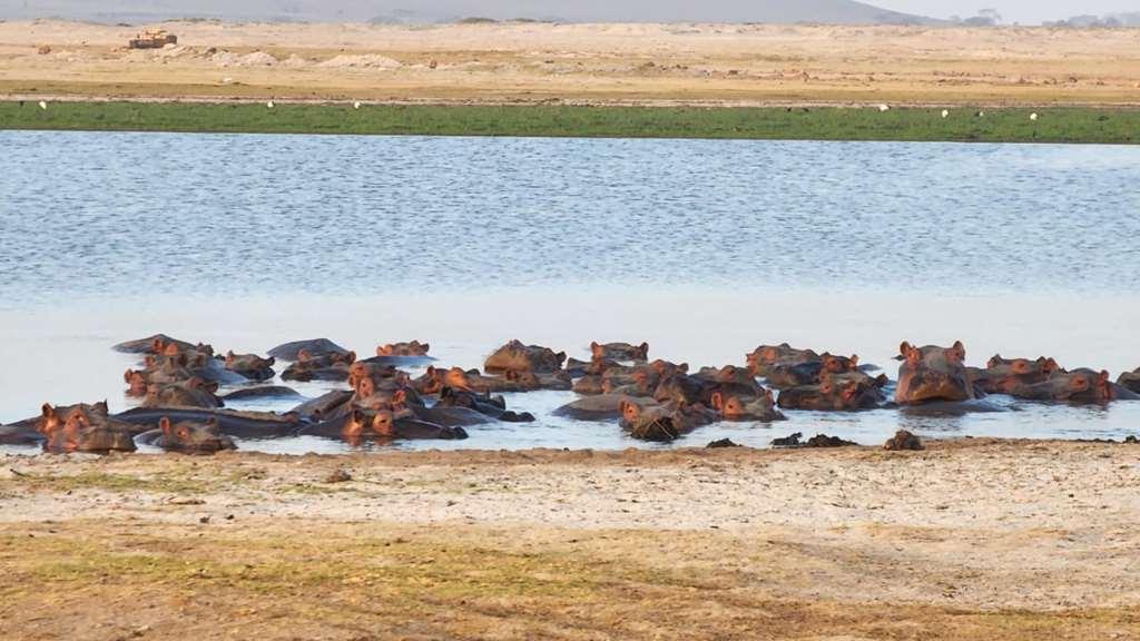 Amboseli Serena Safari Lodge Зручності фото